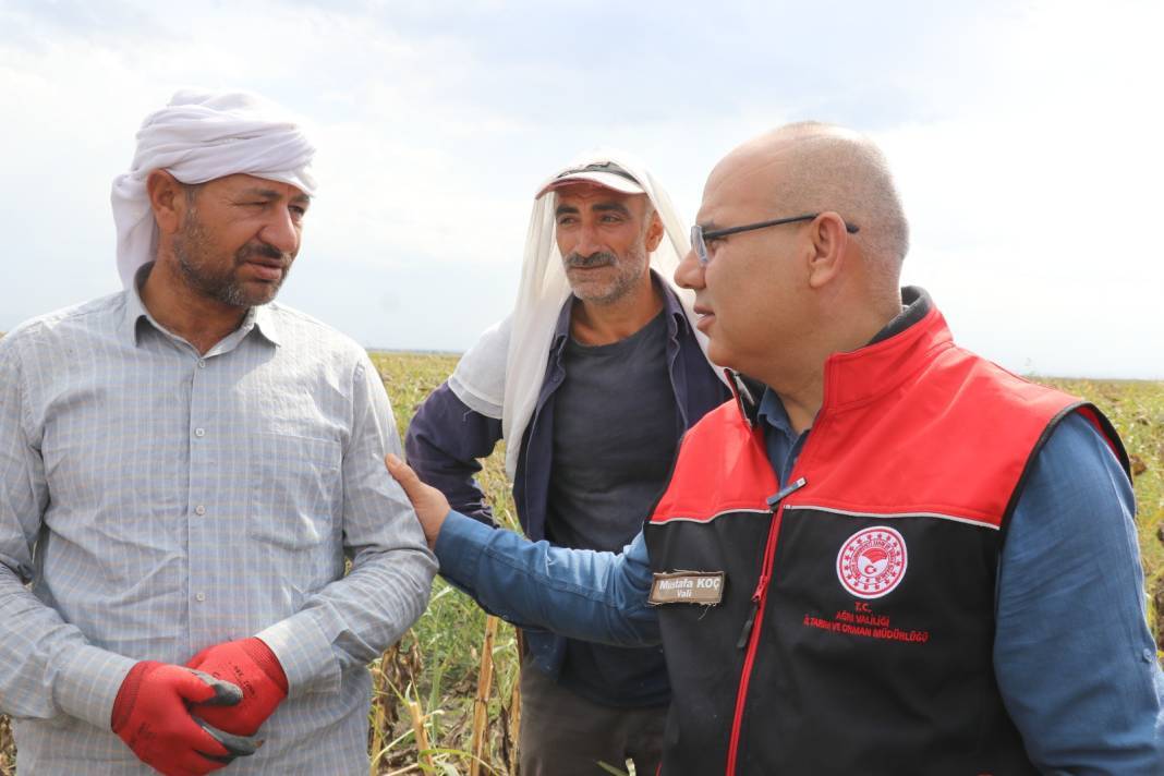 Ağrı Dağı eteklerinde hasadı başladı: 310 milyonluk getiri bekleniyor 9